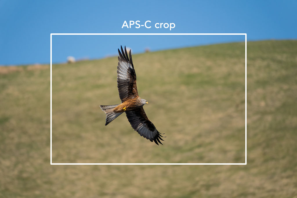 Sony A7 III, A7R III, A9 Settings for Wildlife and Birds Mirrorless