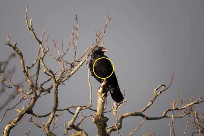 raven perched on top of a leaf-less tree, with small yellow circle added in post to show the spot metering area