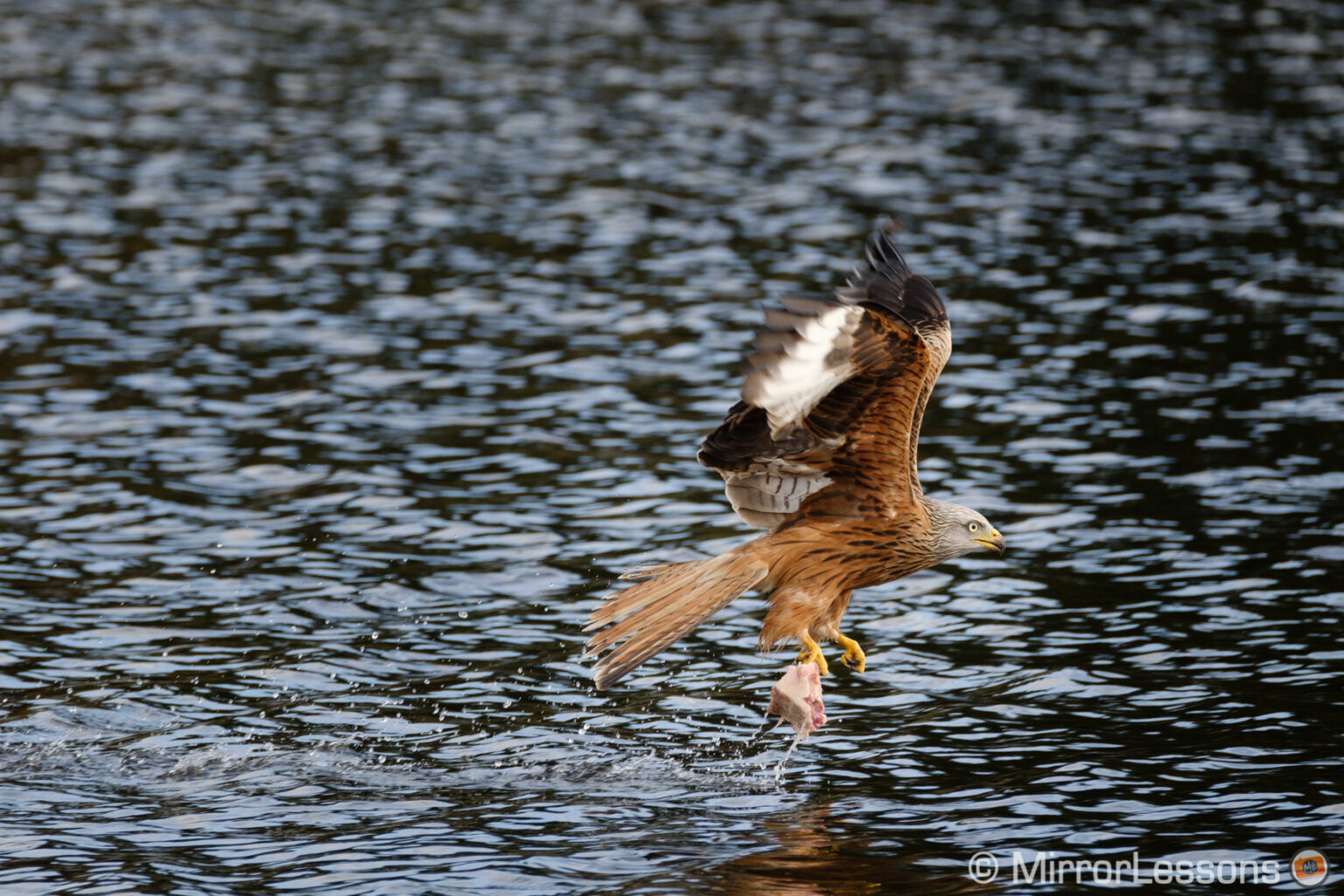 The Best Mirrorless Cameras for Birds in Flight Ranked