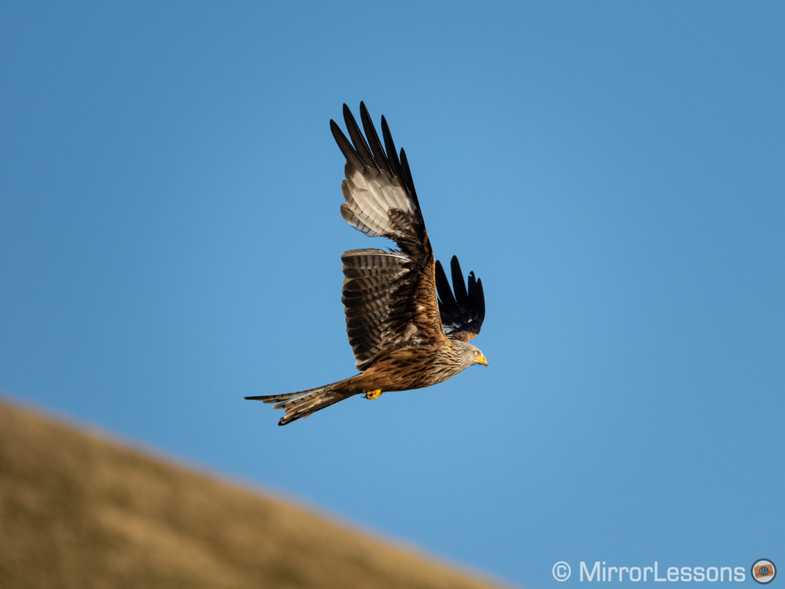 The Best Mirrorless Cameras for Birds in Flight Ranked