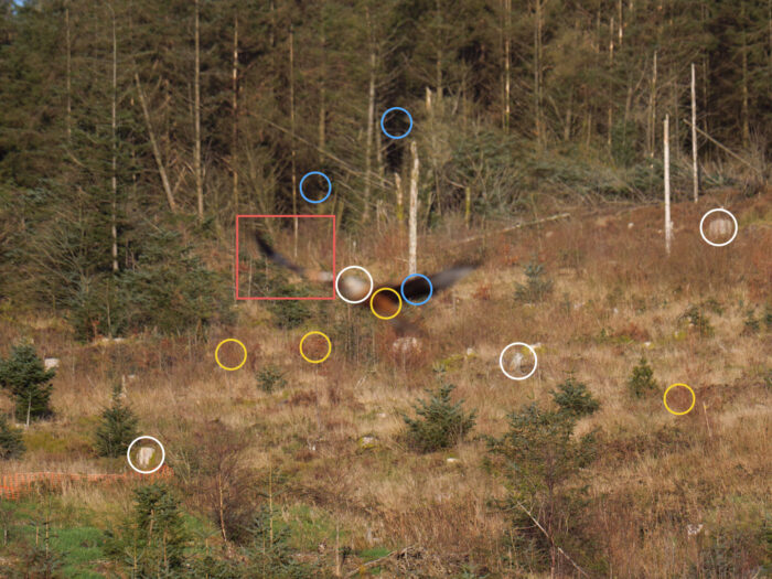 An image showing how the background colours are similar to the red kite's colours