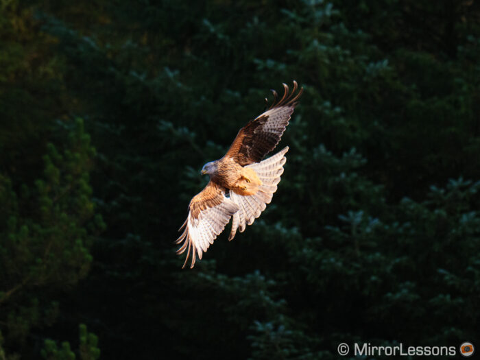 A red kite flying against the trees