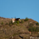 Red kite in focus