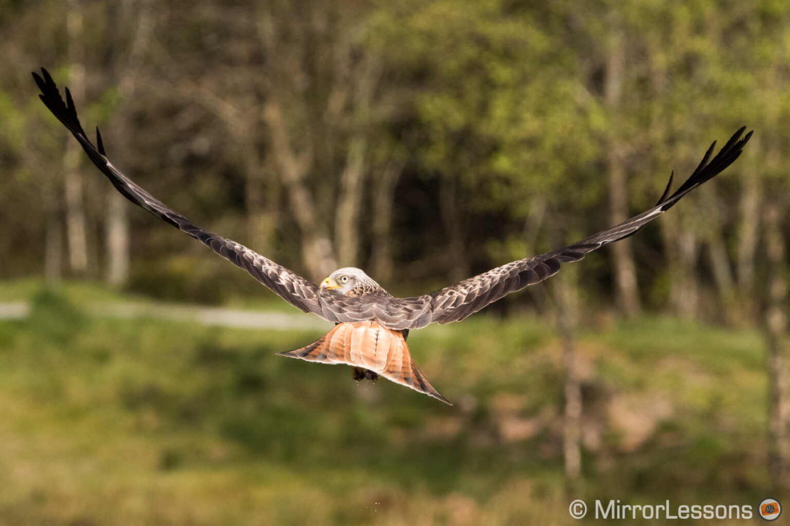 cameras in the birds