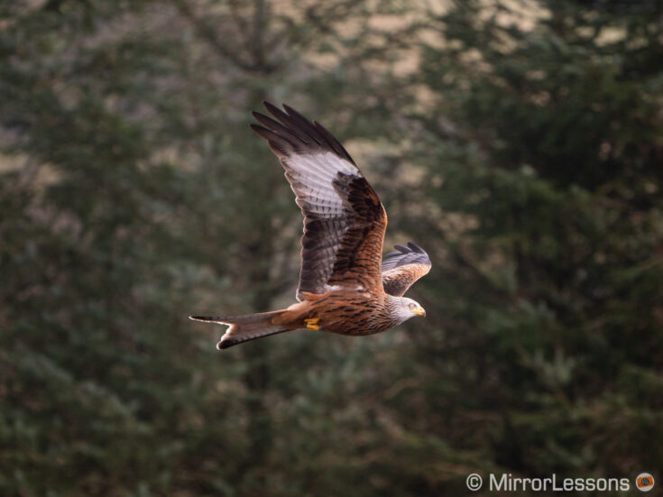The Best Mirrorless Cameras for Birds in Flight Ranked