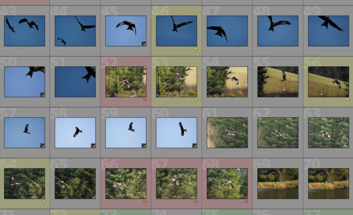 Sequence of red kite shots
