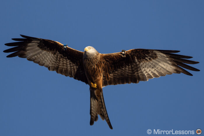 A flying red kite taken with the E-M5 III