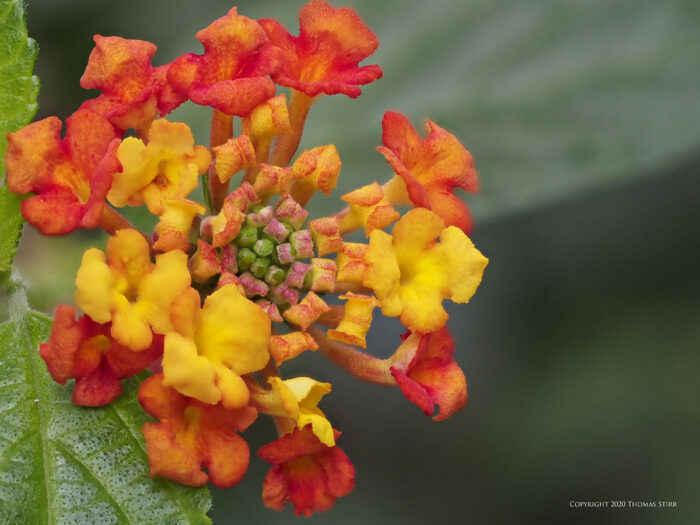 A red and orange flower