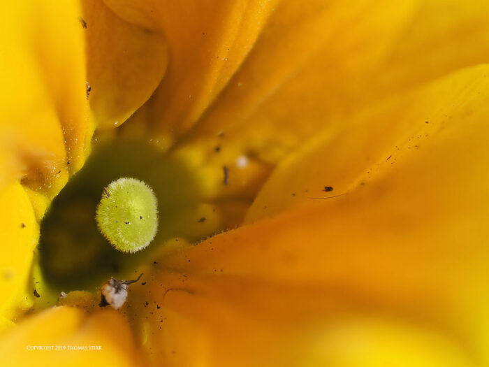A yellow flower up close