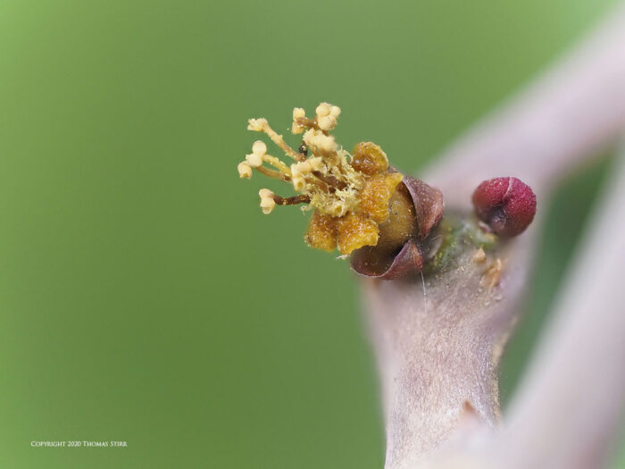 The stigma of a flower