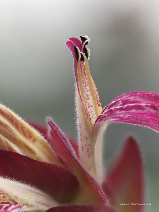 A pink flower petal