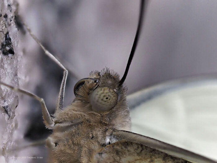 A brown butterfly up close