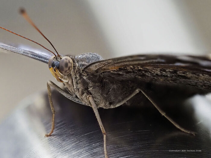 A brown butterfly up close