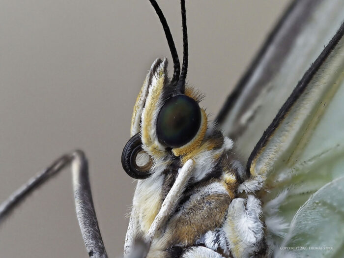 A white and yellow butterfly's face