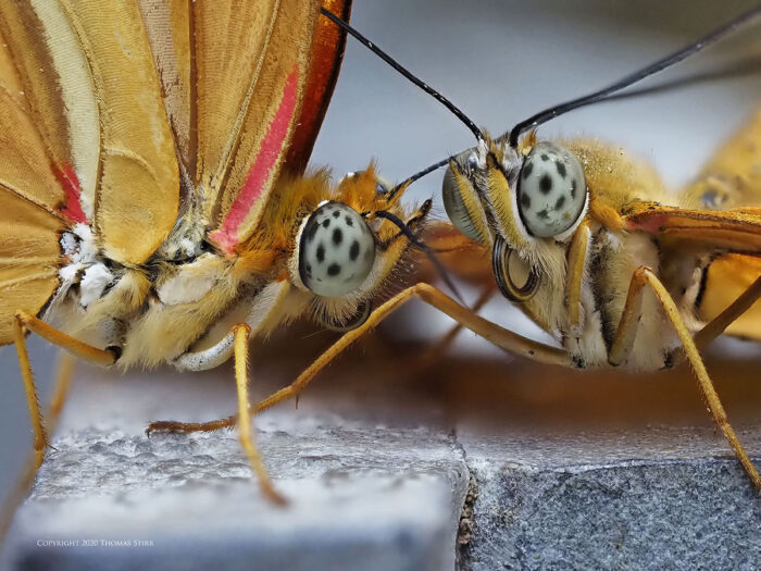 Two orange butterflies