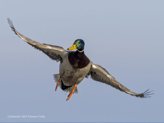 A duck flying