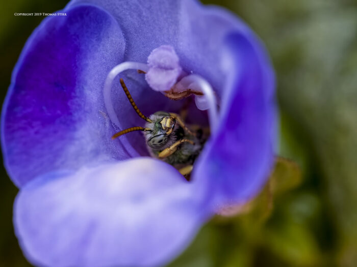 Bee inside a purple flower