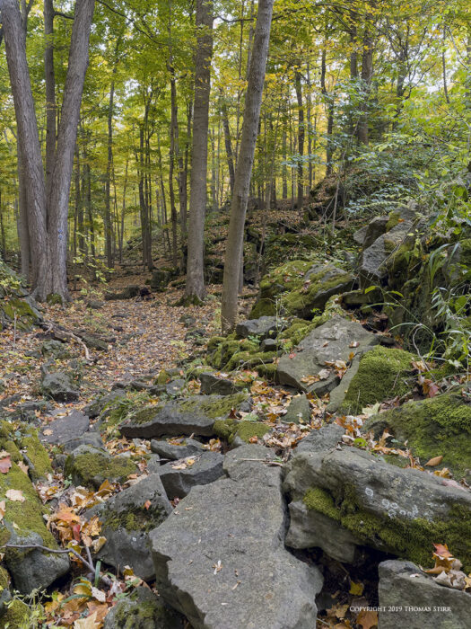 A forest in the summertime