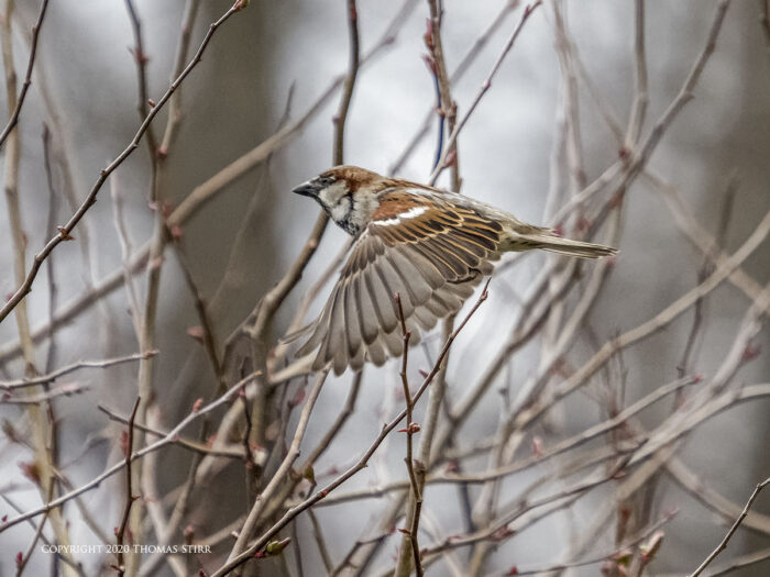 A flying sparrow