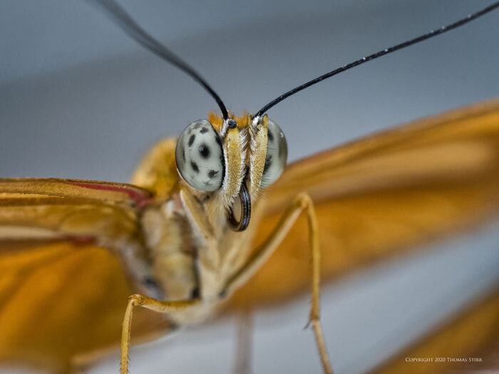 The face of an orange butterfly