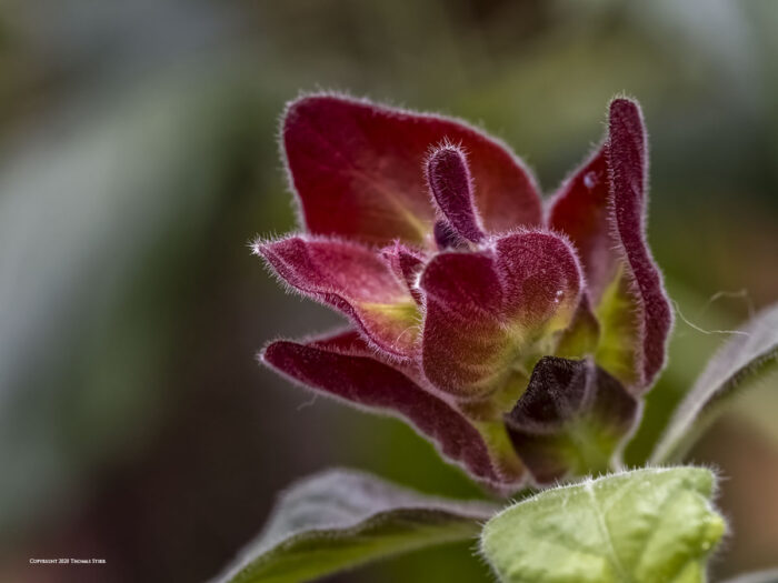 A red flower