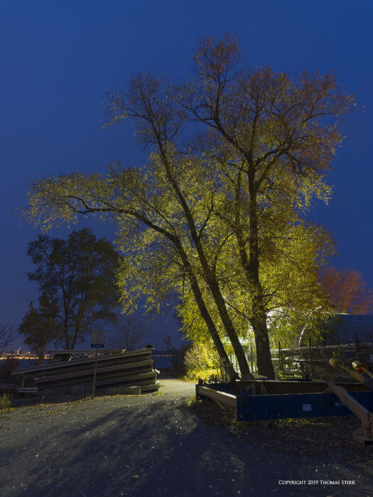 A tree illuminated at night