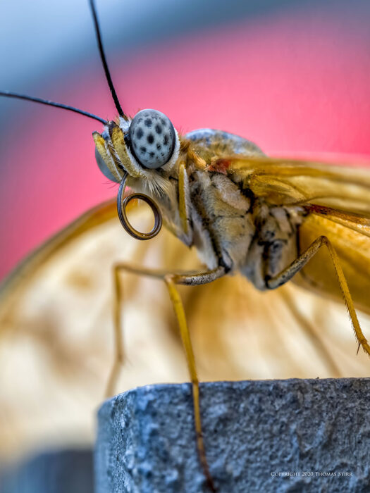 A close up of an orange butterfly