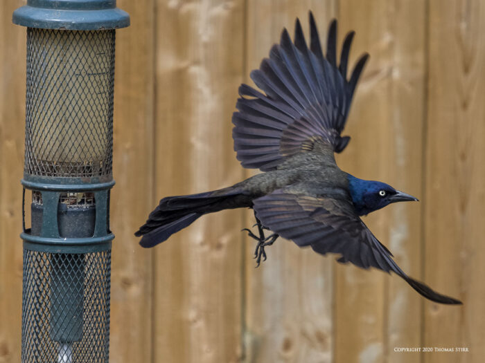 A flying crow by a birdfeeder