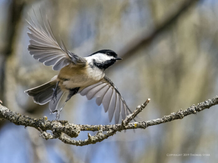 A small bird flying