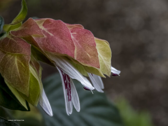 A close up of red and green leaves