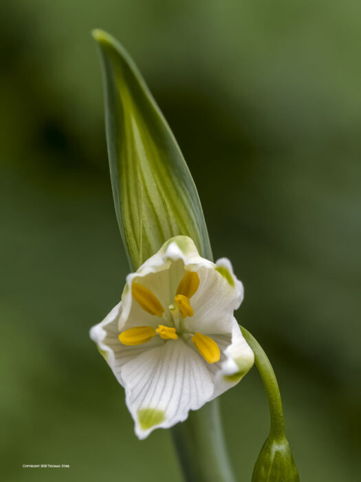 A white flower with a green leaf