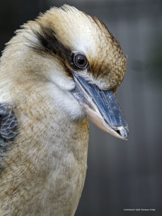 A close up of a white bird