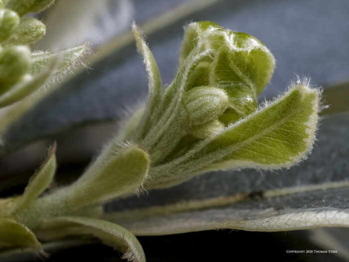 A close up of a green plant