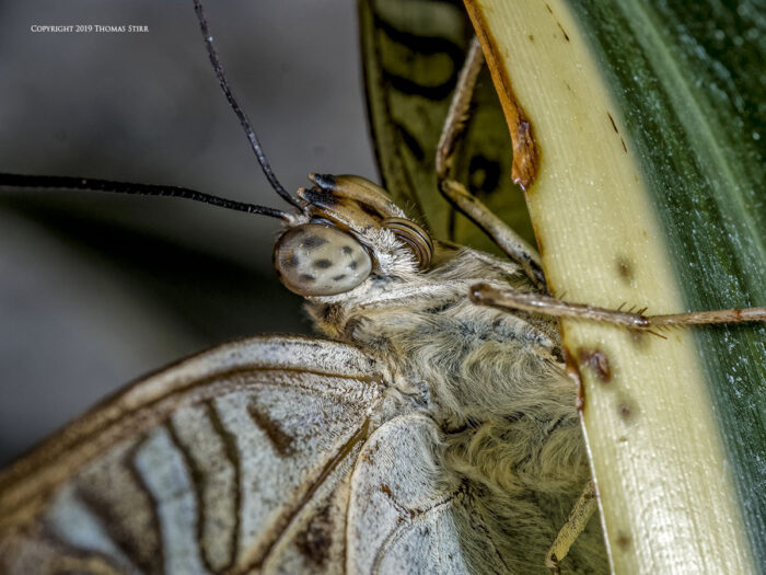 A close up of a brown and white butterfly