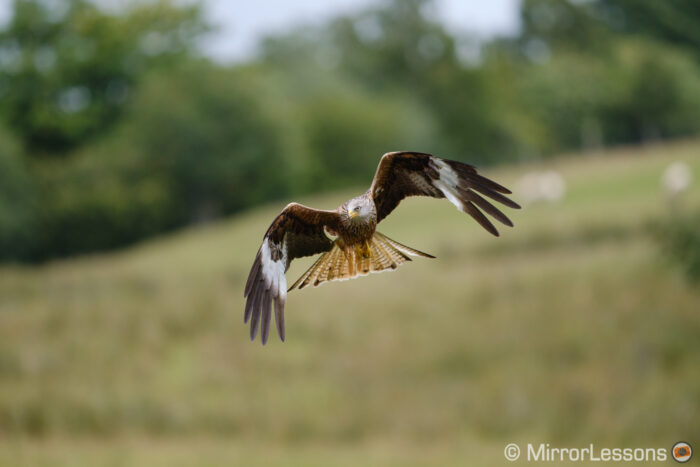 red kite in flight with trees in the background