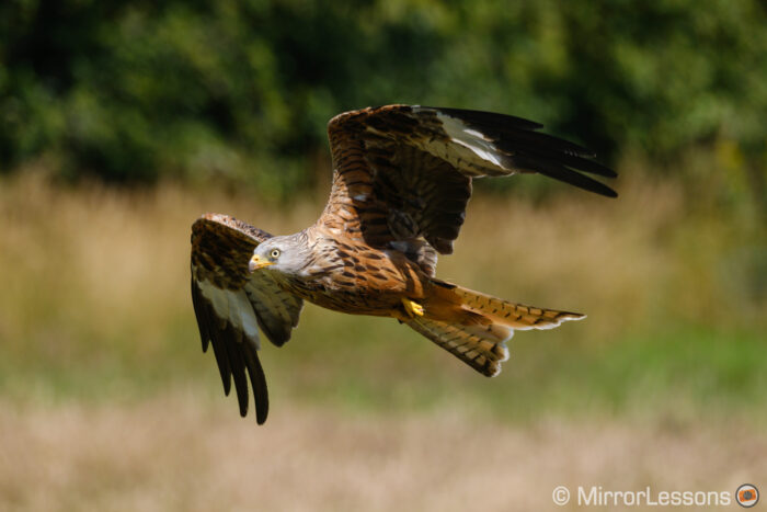 red kite flying with trees in the background