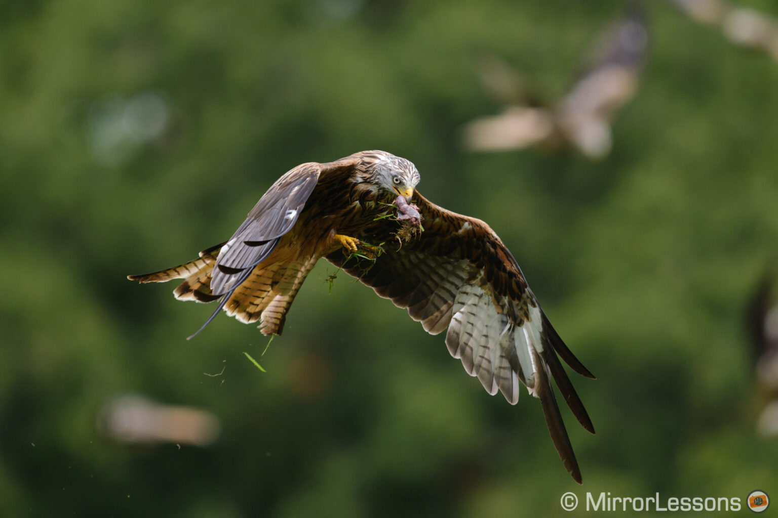The Best Mirrorless Cameras for Birds in Flight Ranked