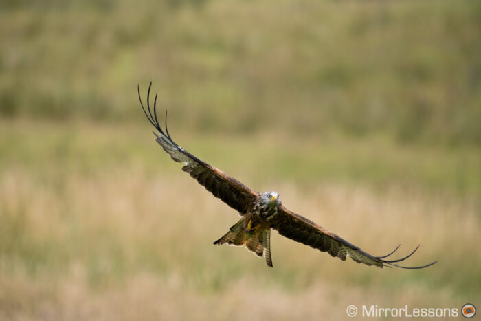 picture of a red kite