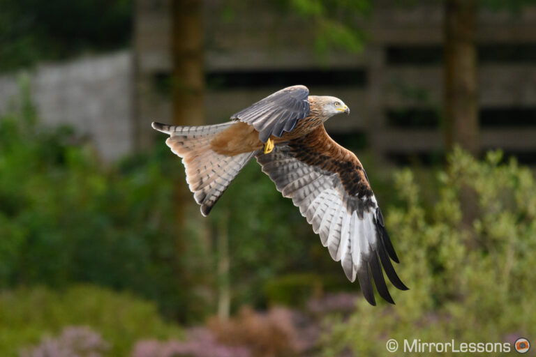 The Best Mirrorless Cameras for Birds in Flight Ranked