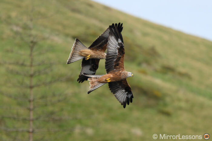 two red kites flying against a green hill