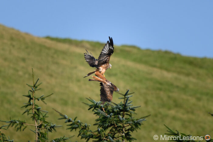 two red kites fighting with green hill in the background