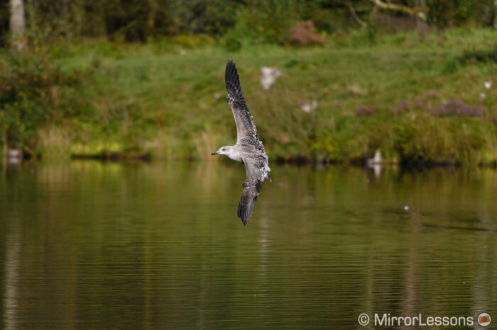 young seagull flying close to the water
