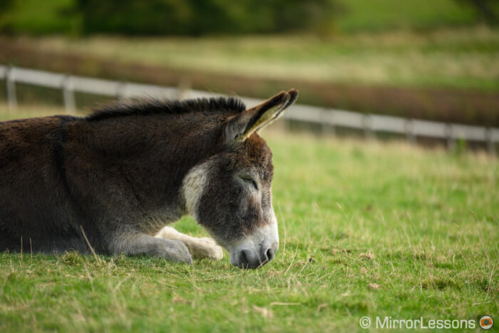 donkey sleeping on the grass