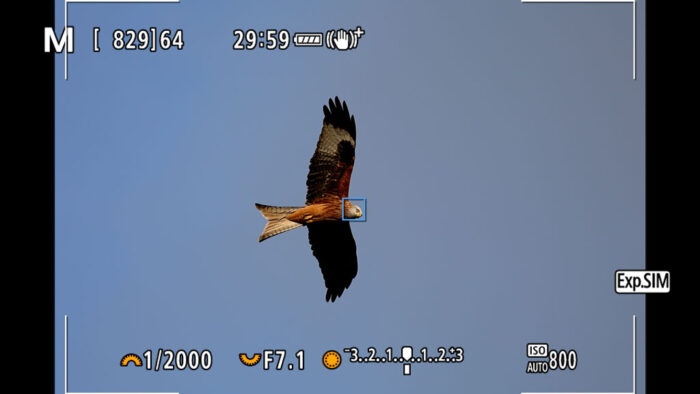 screenshot of the R6 live view showing animal detection AF at work on a red kite flying up in the sky