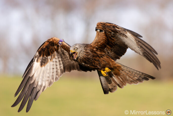 red kite flying with blurred trees in the background