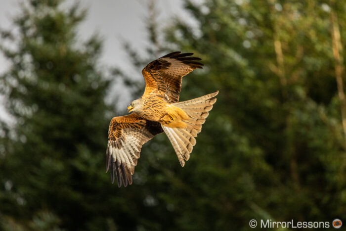 red kite flying against trees with a warm sunset light on it