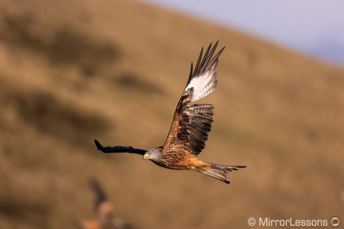red kite flying with hill in the background
