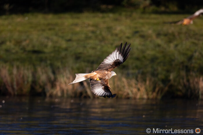 red kite flying above water
