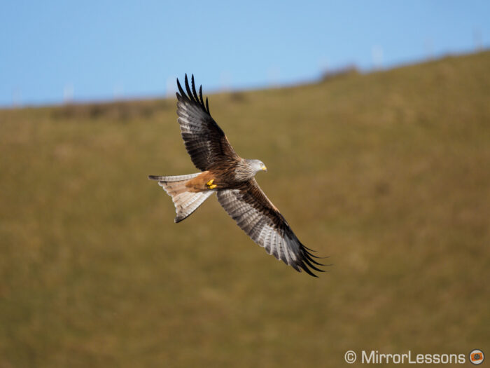 red kite flying with blue sky and brown hill in the background