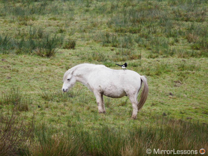 white horse with a magpie on its back, in the distance on a green field